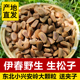 东北野生生松子原味松子红松子黑龙江伊春野生新鲜生松子大颗粒