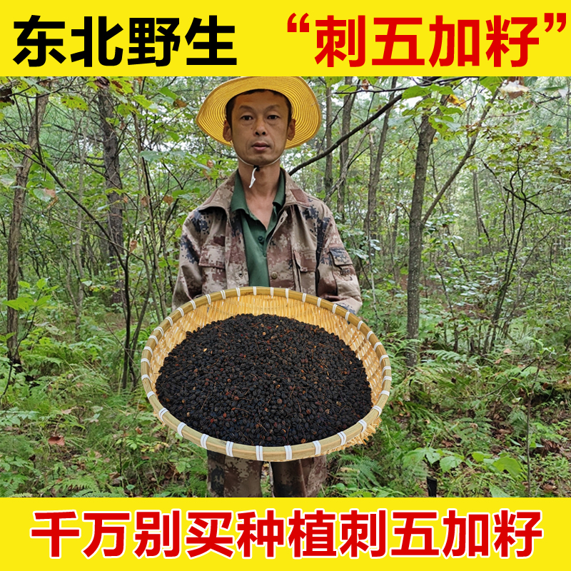 东北野生刺五加籽刺五加果刺五加中药材刺五加仔刺五加果实五加籽