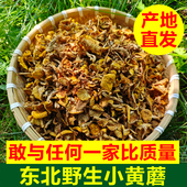 东北野生小黄蘑黑龙江小黄蘑菇干菌菇野生菌菇野生蘑菇野生干货