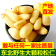 东北野生松仁松仁粒生松子仁生松子仁松子仁儿原味松子新鲜生松子