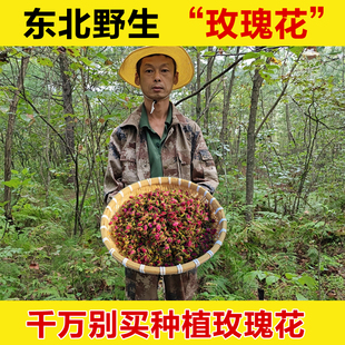 东北野生玫瑰花玫瑰花茶玫瑰花干中药材干玫瑰花小玫瑰花山刺玫花