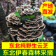 东北野生云芝黑龙江伊春野生灵芝天然生长无根干货整朵整枝250g