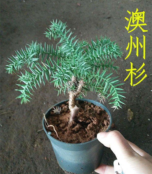 室内外大型名贵耐冻造型绿植盆栽