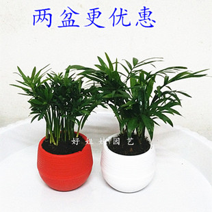 袖珍叶子办公桌面迷你小盆景绿植罗汉松带盆栽好两盆包邮