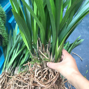 实拍兰花墨兰剑兰盆栽耐寒花苗建兰室内浓香花卉四季植物净化空气