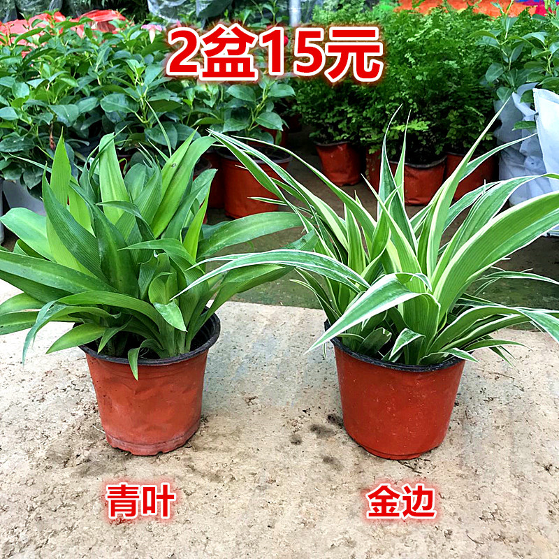 吊兰室内植物垂吊甲醛