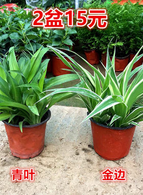 吊兰室内植物垂吊甲醛