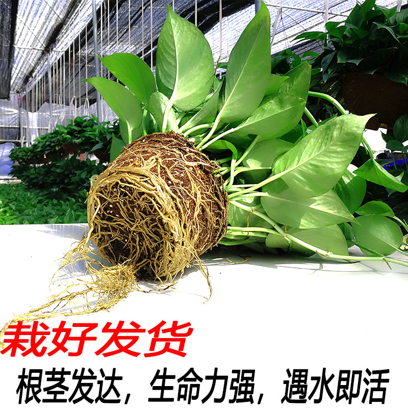 绿航绿萝盆栽室内吊蓝吸除甲醛客厅大盆吊兰懒人水培长藤植物包邮