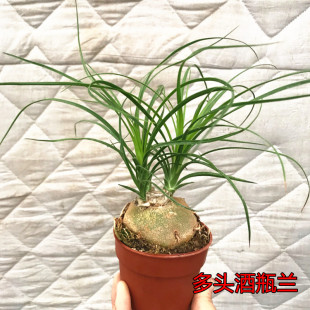 酒瓶兰客厅办公桌小盆栽室内兰花盆景净化空气甲醛阳台水培植物花