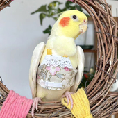 玄凤鹦鹉肚兜放飞马甲衣服牡丹虎皮宠物鸟外出小清新定制网红新款