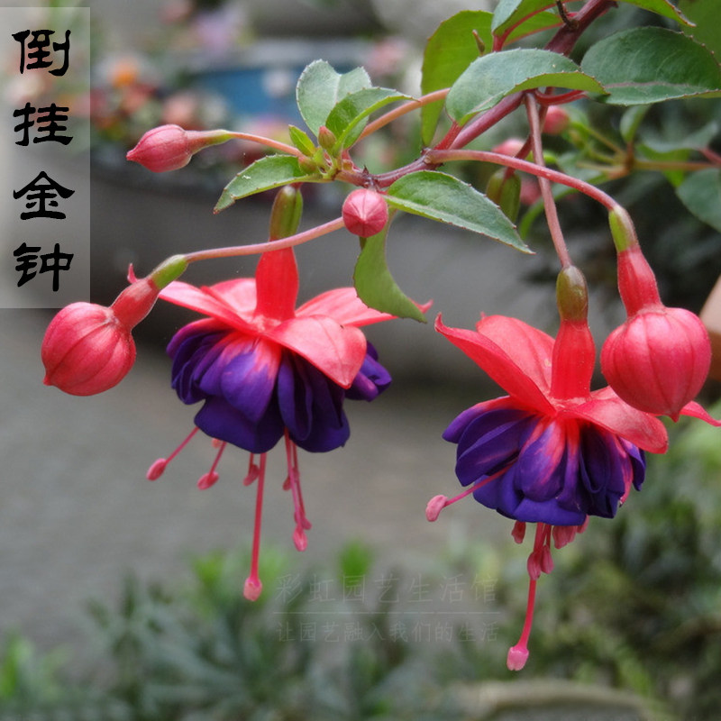 倒挂金钟盆栽 花卉盆栽灯笼花、吊钟海棠 花期长