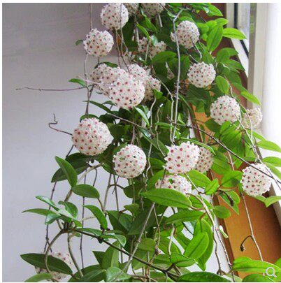 绿植盆栽爬藤大苗攀援花卉