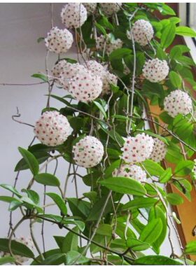 绿植盆栽爬藤大苗攀援花卉