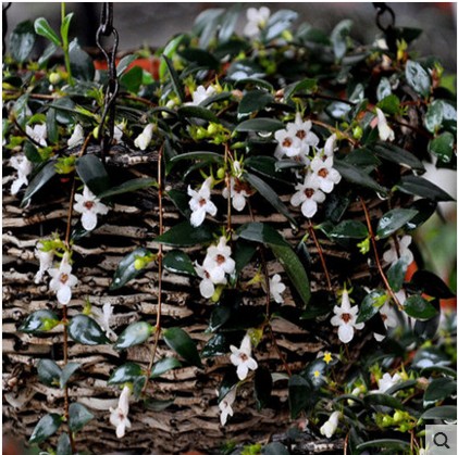 四季开花常绿阳台垂吊植物花卉盆栽柳叶吊兰吊盆植物玉唇花爬藤花