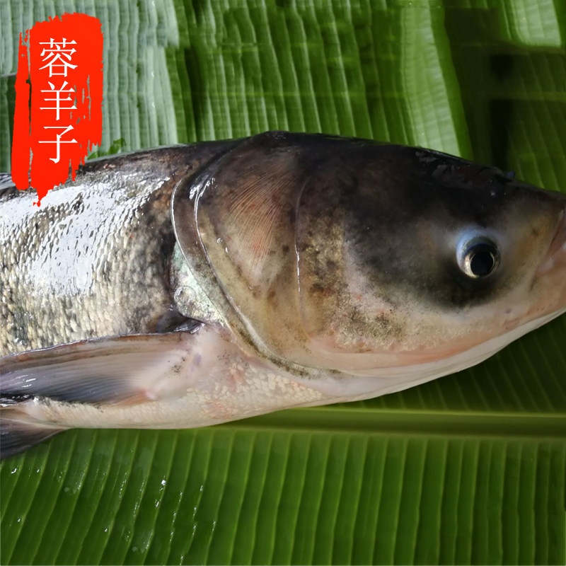 蓉羊子生鲜农家新品新鲜鲜活活水鱼胖头鱼花鲢鱼鱼头豆腐汤500g
