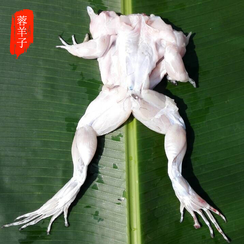 蓉羊子生鲜农家新品生态放养现杀新鲜活牛蛙牛蛙肉爆炒牛蛙500g