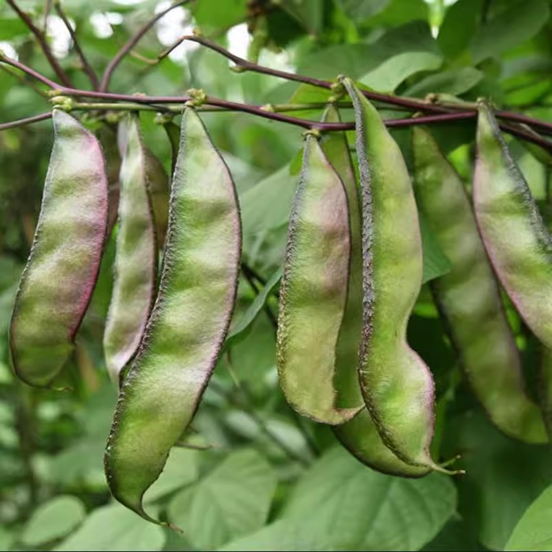 红边眉豆种子菜豆长扁豆种子豆角种籽四季盆栽春季夏秋季蔬菜种子