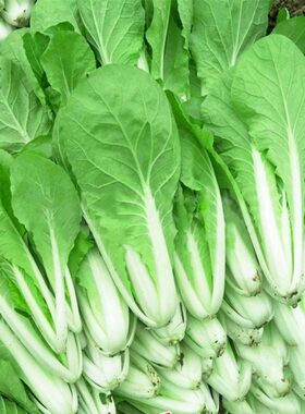 四季奶油小白菜种子快菜种籽青菜
