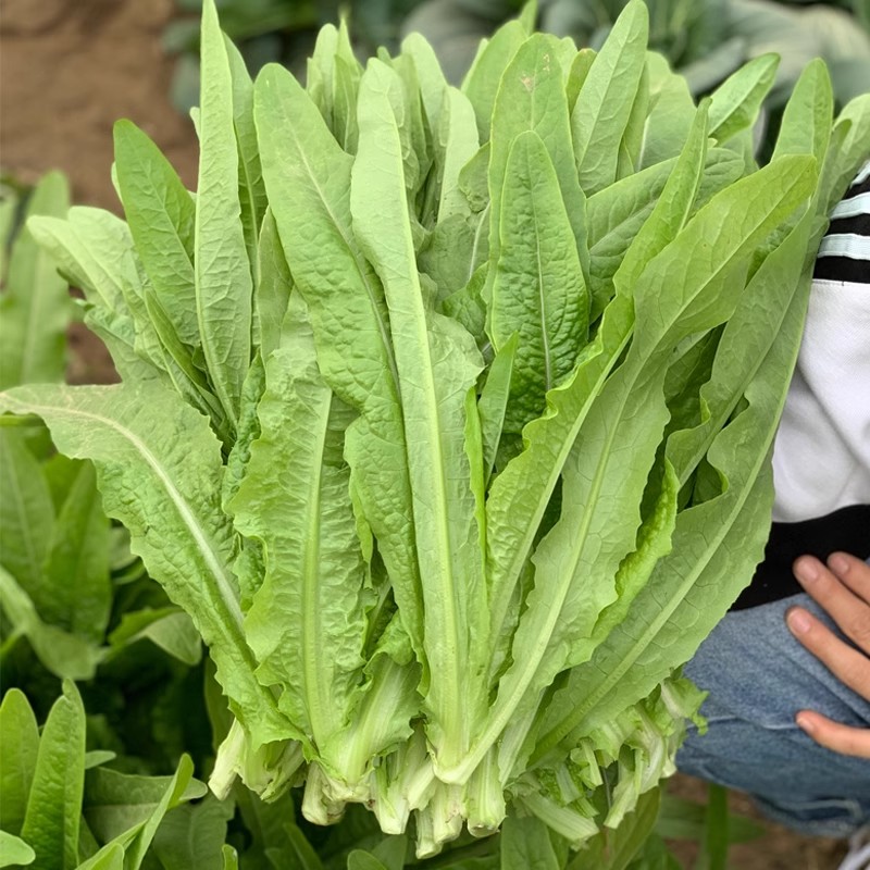 油麦菜种子四季播油麦菜种籽青菜