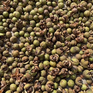 25年新鲜采摘广西大明山野生油茶籽壳农产品茶子壳山茶果熏肉材料