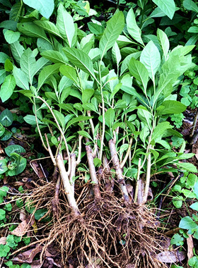 正宗南非叶苗树木苗将军叶苦叶茶四季阳台庭院盆栽绿植包邮包活