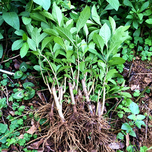 绿植正宗木苗四季庭院包邮南非叶