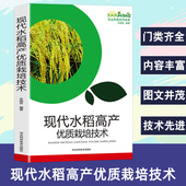 现代水稻高产优质栽培技术 水稻种植基础知识育秧田间管理生产选育病虫害杂草防治现代农业种植优质栽培大全 杂交水稻制种技术书籍