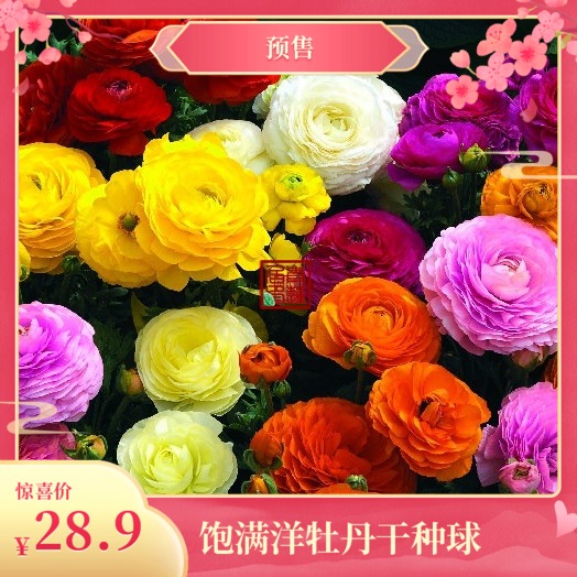 花毛茛种球多少钱 花毛茛种球优惠券免费领取 有条鱼