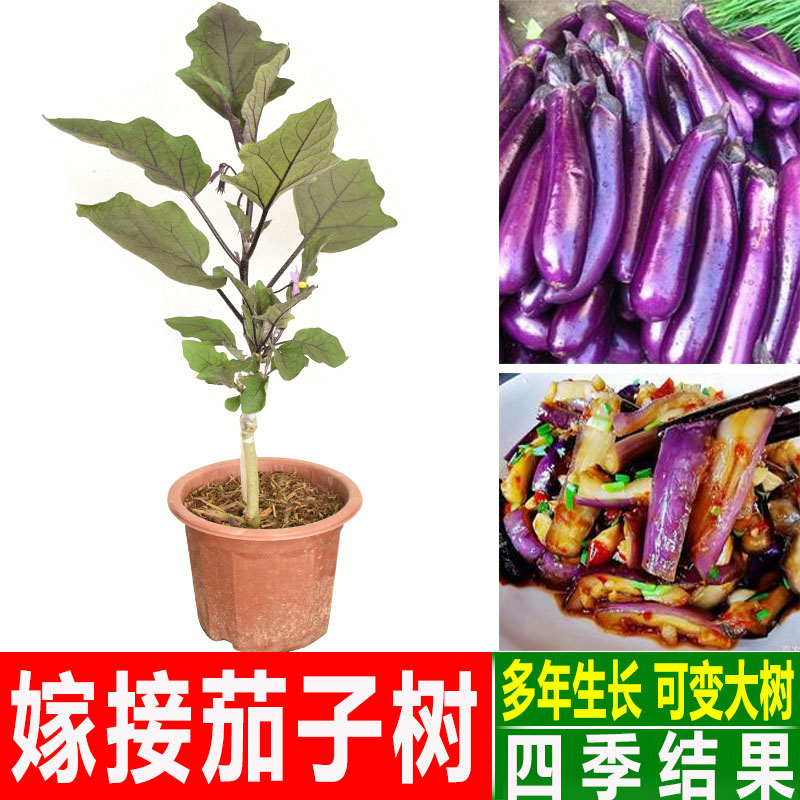 嫁接茄子苗蔬菜种子紫红长茄蔬菜苗本地四季茄瓜苗多年生当年结果