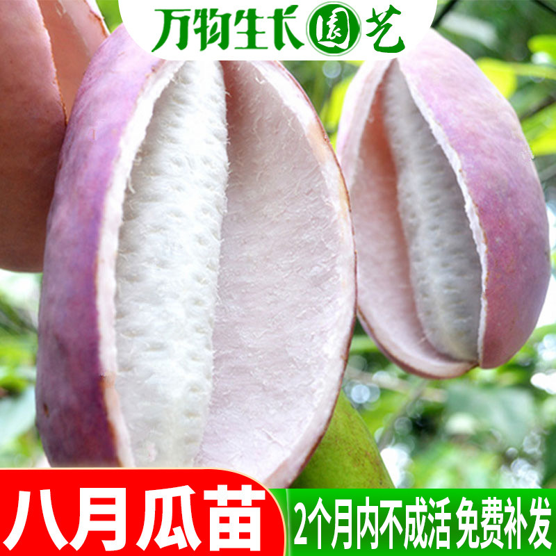 八月瓜树苗八月炸野果水果苗牛卵坨中华肾果八月瓜苗阳台庭院栽种