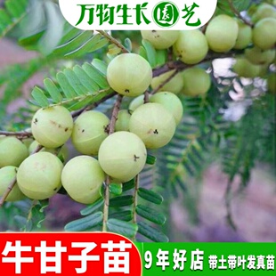 油甘果苗油柑树苗油甘苗牛甘子苗油甘子苗大玉余甘果苗嫁接果树苗