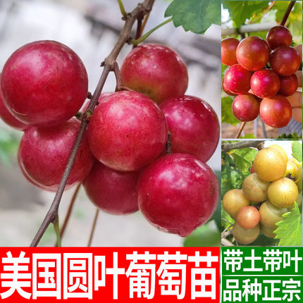 圆叶葡萄苗盆栽美国圆叶葡萄苗红宝石保尔克格威尔寒香蜜