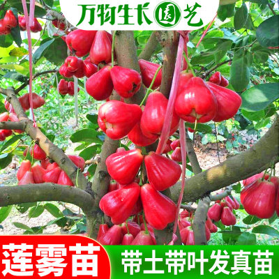 莲雾南北方种植庭院阳台嫁接苗