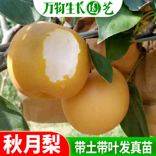 秋月梨树苗嫁接苗 晚熟果树苗梨苗 大果庭院盆栽地栽南北方种植