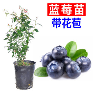 蓝莓苗 盆栽 阳台蓝莓树果苗南方北方种植果树苗当年结果带果发货