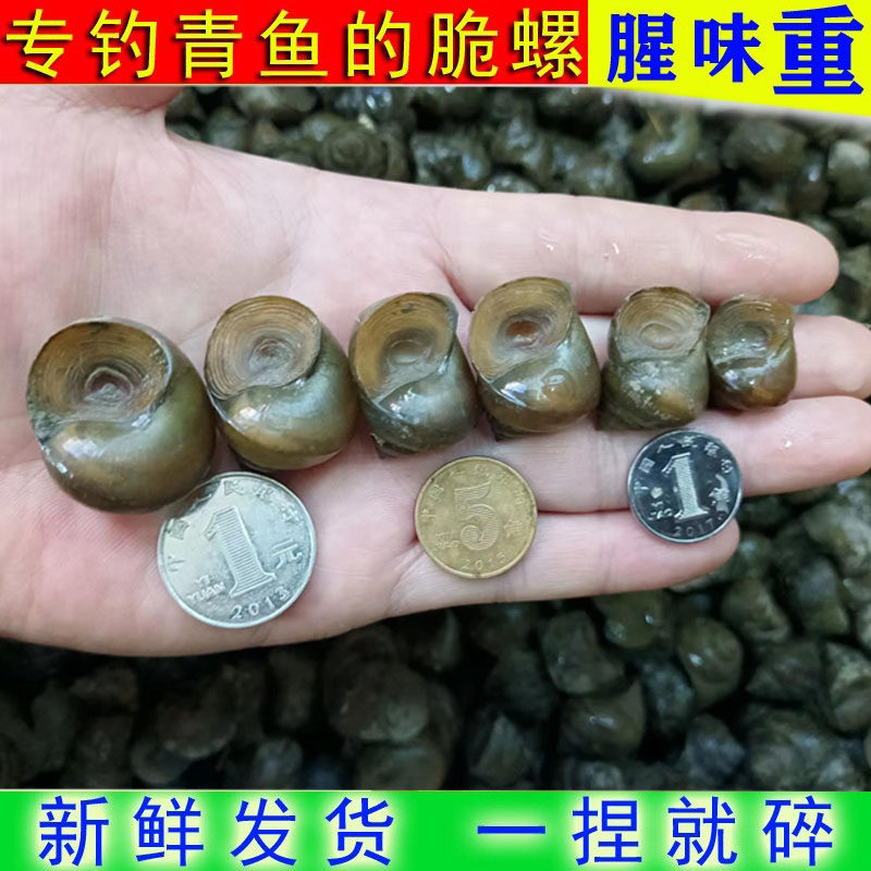 野生钓鱼螺新鲜带泥腥味青鱼脆螺活体打窝螺蛳青鱼鱼饵料薄壳田螺