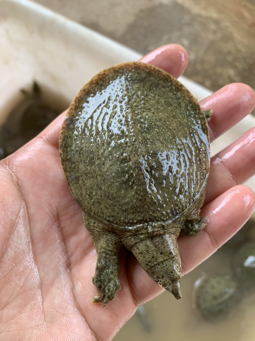 小甲鱼中华鳖甲鱼苗黄河甲鱼种苗王八团鱼活体甲鱼水鱼顺丰包邮