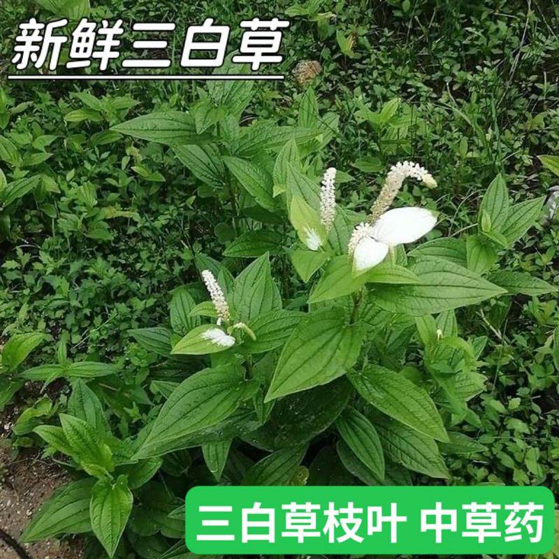 三白草新鲜白花莲过塘莲白面姑塘边藕天性草白莲藕中药潮汕水姥根