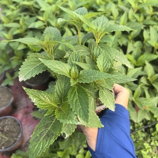 潮汕溪黄草苗凉茶苗溪黄草盆栽熊胆草溪沟草土黄连 黄汁草阳台