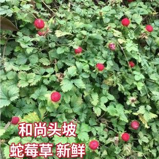 蛇莓新鲜蛇莓草 蛇泡草 蛇盘草蛇果草龙吐珠宝珠草三叶莓和尚头坡