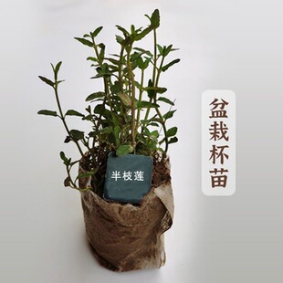 半枝莲苗半支莲草苗潮汕四方枝仔苗韩信草苗绿植盆栽棵另售蛇舌草