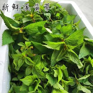 新鲜现摘溪黄草 现摘现发清热益肝茶熊胆草去湿热煲汤煮汤