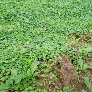 马蹄金中草药新鲜正宗小叶金钱草茶溶石草鱼前草金钥匙铜钱草干货