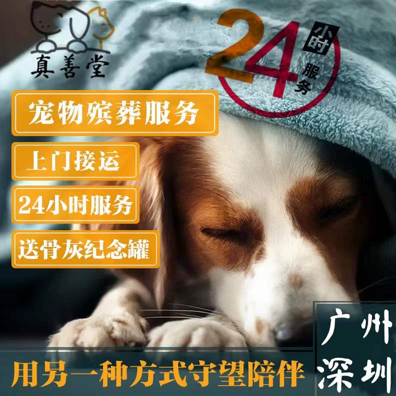 深圳龙岗盐田宠物火葬动物狗狗佛山禅城南海猫咪火化殡葬葬礼善终