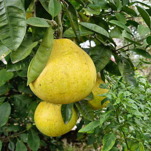 江西大山特产蜜柚金沙柚白心柚
