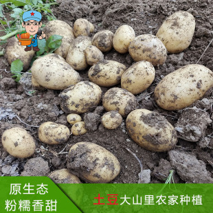 江西大山农家自种土豆 新鲜马铃小土豆现挖现发黄心辅食5斤包邮