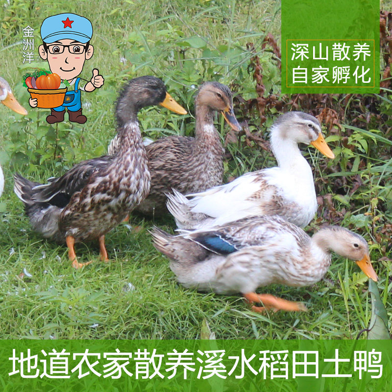 江西农家散养老鸭子土鸭 冷水鸭 麻鸭 孕妇老人滋补品稻谷鸭