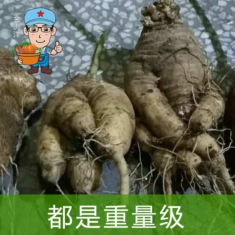 深山中草药材新鲜特大个山海螺 现挖 单个半斤及以上500g