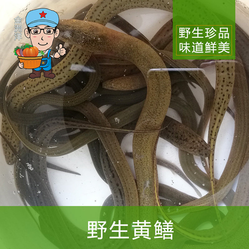 江西【正宗原生黄鳝】鲜活现杀纯天然黄鳝活体长鱼鳝鱼黄鳝丝500g