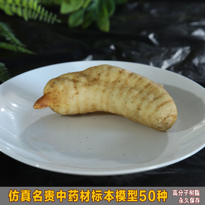 仿真名贵中药材标本模型假人参鹿茸虫草灵芝石斛天麻黄精可定制